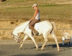 horse tugging against the bit due to weakness