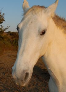 aggressive horse, ears back