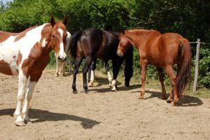 Horse herd