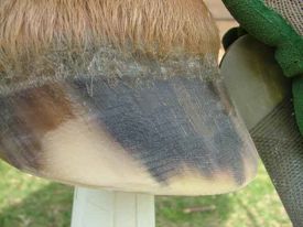 barefoot trims - over-rasped hoof