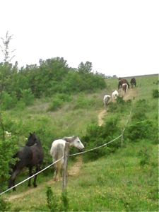 Horses moving round their Paddock Paradise