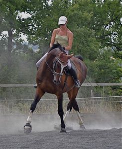 natural horse training dressage