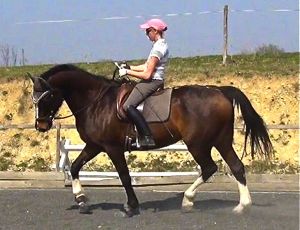 success under saddle comes form the right foundations