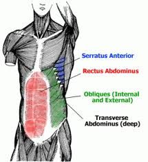 posture core muscles