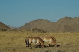 wild horses grazing