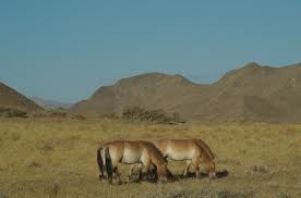 wild horses grazing