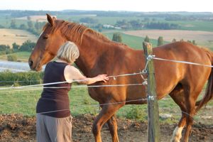 monty roberts join up process pushing back