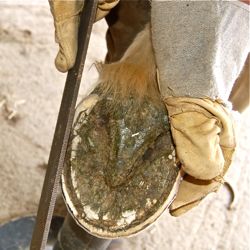 Natural trim rasping barefoot