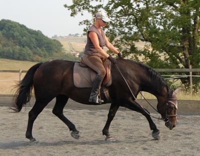 dressage correct longitudinal stretch