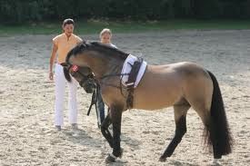 rollkur lungeing