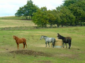 Hay feeders encourage lack of movement 