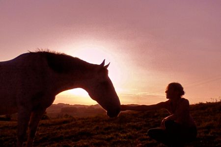 horse-in-sunset