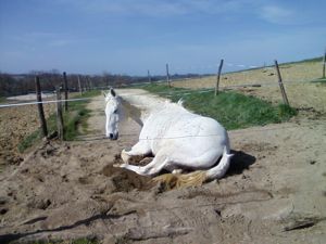 horse sleeping