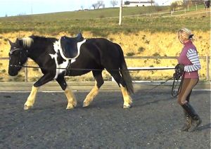 lungeing preparation for riding