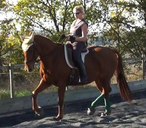 training horses: gymnastic beauty and balance