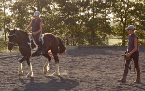 training horses: lungeing a young horse