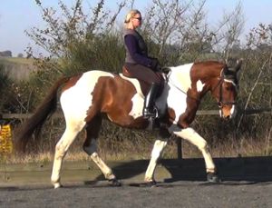 training horses: gymnastic connection through dressage