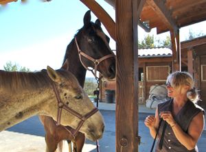 training horses: happy horses