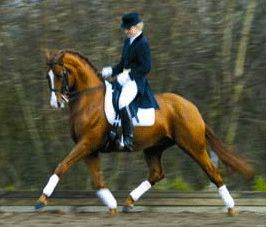 ultimate dressage misconception: balance achieved through holding