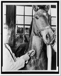 vet injecting horse