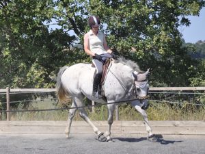 Dummy foal turns into dressage horse