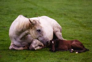 Newborn dummy foal