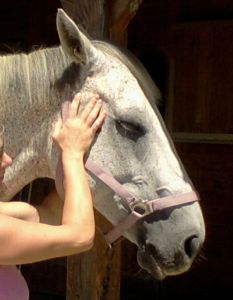 Cranio-sacral Therapy for horses
