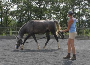 young horse training lunge work