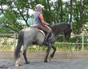 young horse training riding