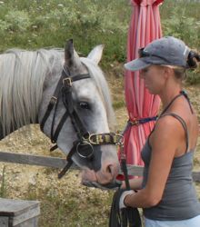 young horse training